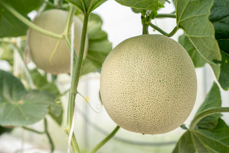 savoir comment bien récolter les melons du jardin