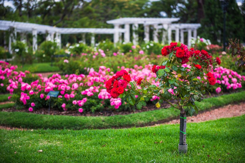 Quel type de sol est idéal pour la plantation des rosiers ?