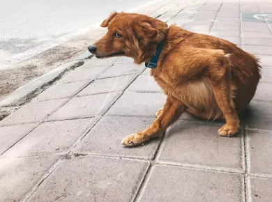 Comment traiter les puces de votre chien avec du vinaigre ?