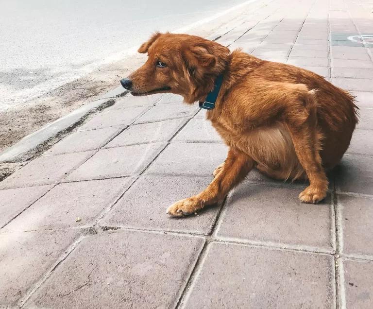 Comment traiter les puces de votre chien avec du vinaigre ?