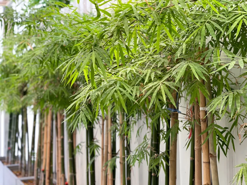 bambou non traçant pour votre jardin