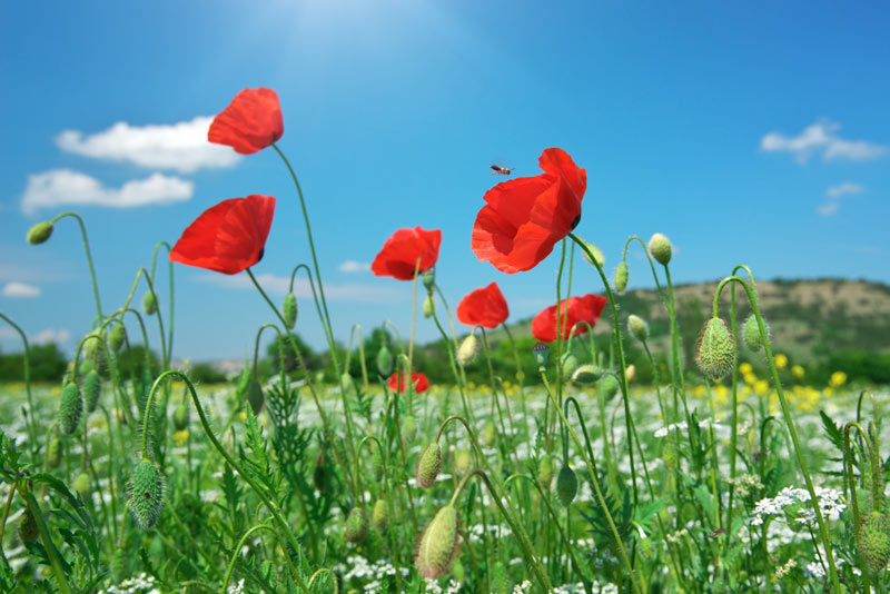 coquelicot : symbole de cette plante