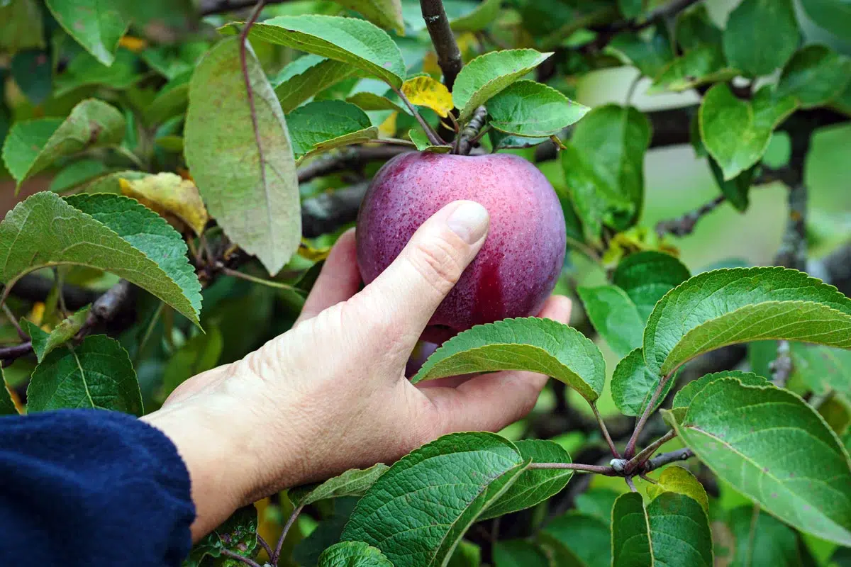 Ne manquez pas ces 5 variétés de fruits à planter dès septembre