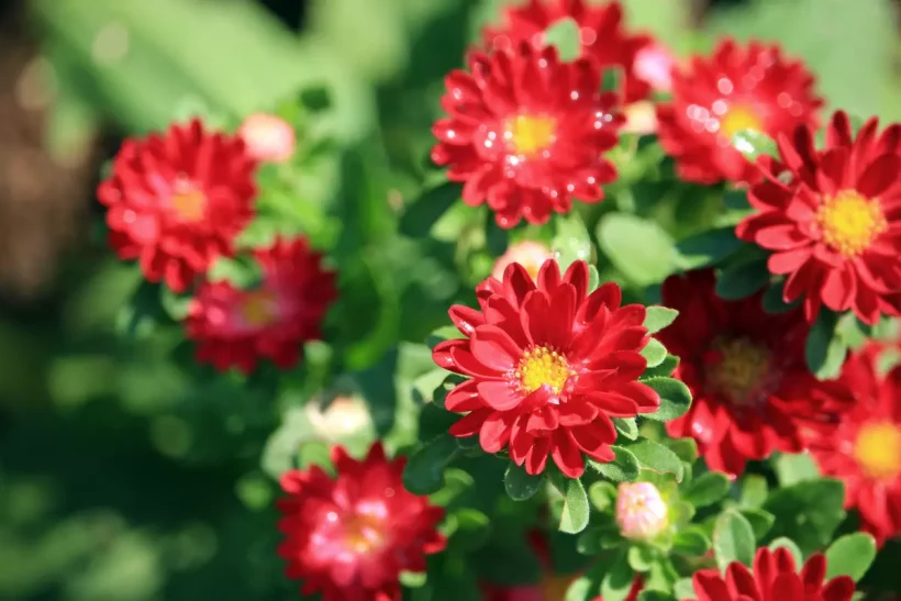 Découvrez 7 fleurs résistantes aux maladies pour votre jardin