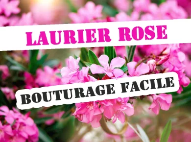 Réussissez vos boutures de Lauriers roses sans effort