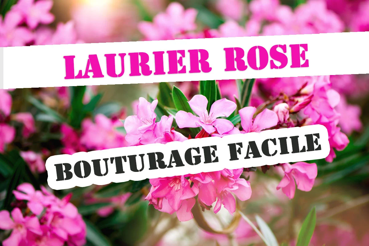 Réussissez vos boutures de Lauriers roses sans effort