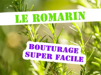 romarin : la technique de bouturage ultra simple