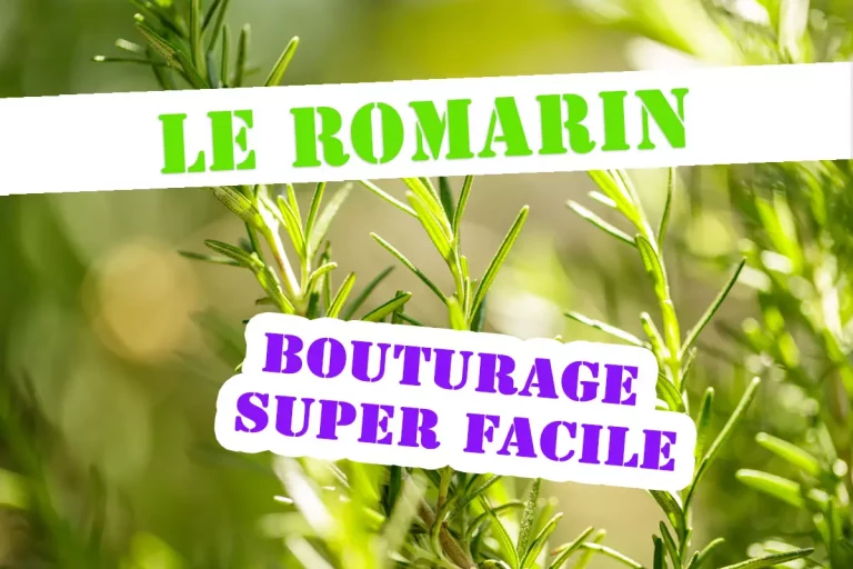 romarin : la technique de bouturage ultra simple