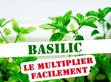 Comment multiplier à l’infini vos plants de basilic du jardin ?