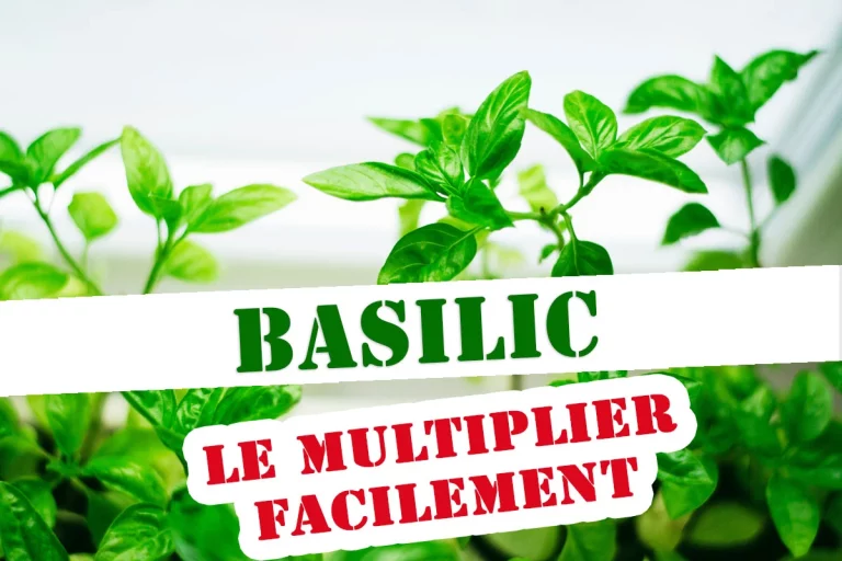 Comment multiplier à l’infini vos plants de basilic du jardin ?