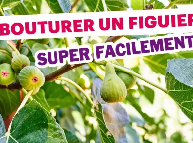 Bouturer un figuier n'a jamais été aussi simple ! Voici comment faire