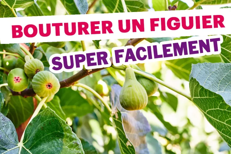 Bouturer un figuier n'a jamais été aussi simple ! Voici comment faire