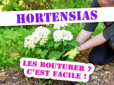 Les hortensias : comment les bouturer facilement ?