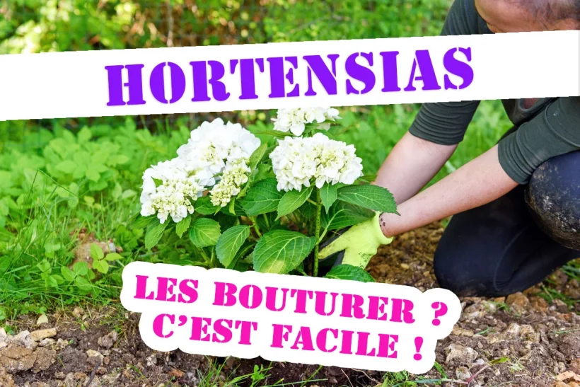 Les hortensias : comment les bouturer facilement ?