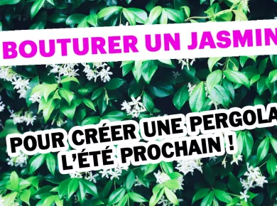 Comment bouturer du jasmin pour créer une pergola l'année prochaine ?