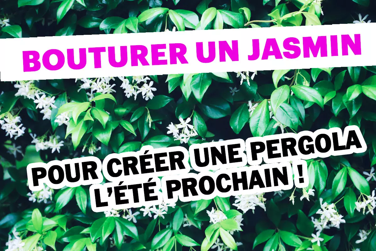 Comment bouturer du jasmin pour créer une pergola l'année prochaine ?