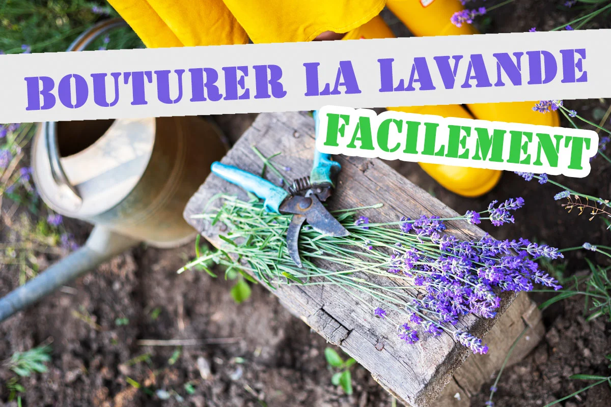 Bouturez facilement la lavande de votre jardin