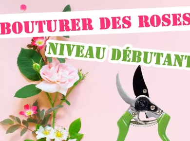 Bouturer un rosier pour les débutants : tous les conseils pratiques