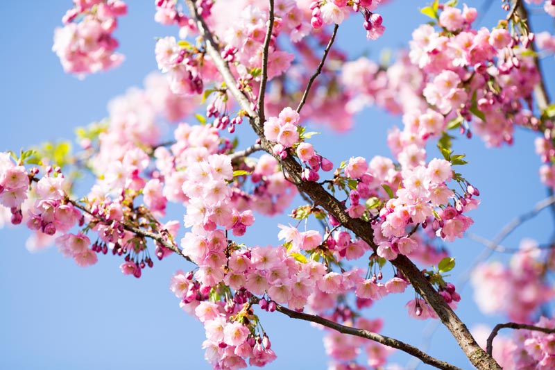 Le cerisier (sakura)