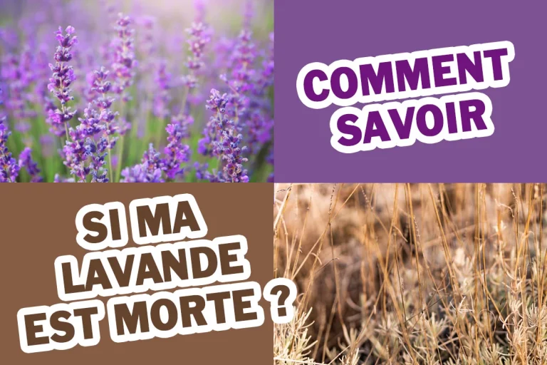 Voici les signes qui indiquent que votre lavande du jardin est morte