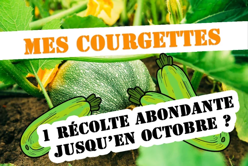 Découvrez les secrets pour une récolte abondante de courgettes jusqu'à l'hiver !