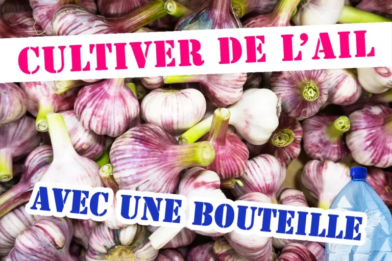 Faites pousser facilement votre ail dans des bouteilles plastiques