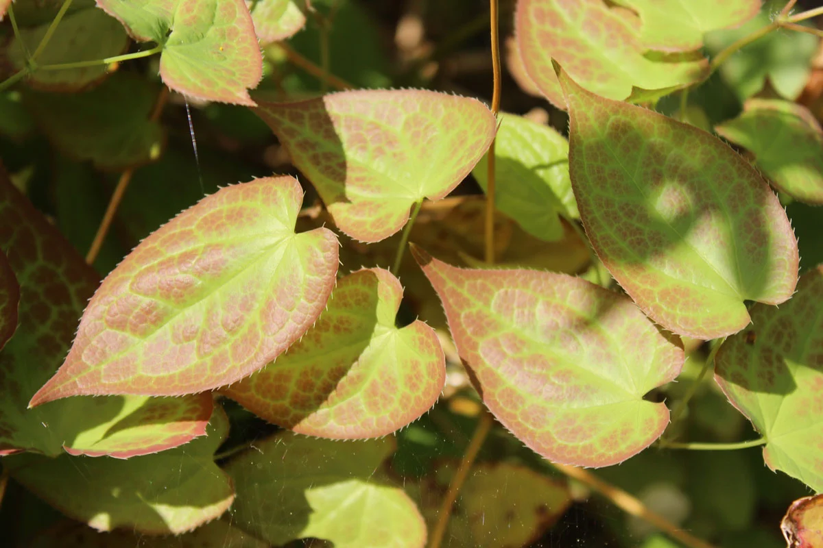 comment se débarrasser du liseron dans votre jardin et potager ?