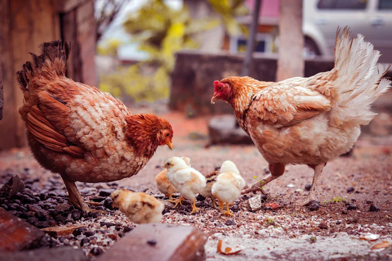 Comment utiliser les fientes de poule dans votre jardin ou potager