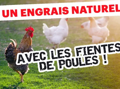Pourquoi les fientes de poule sont l'engrais naturel et gratuit dont vous avez besoin ?