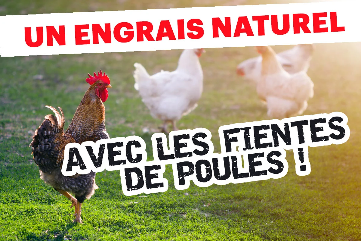 Pourquoi les fientes de poule sont l'engrais naturel et gratuit dont vous avez besoin ?