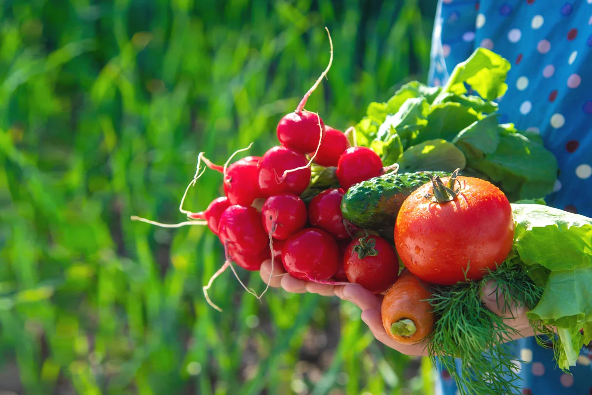 7 légumes incontournables à semer avant fin août dans votre potager