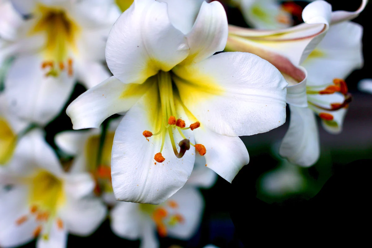 5 fleurs à acheter aujourd'hui pour un jardin parfait l'année prochaine