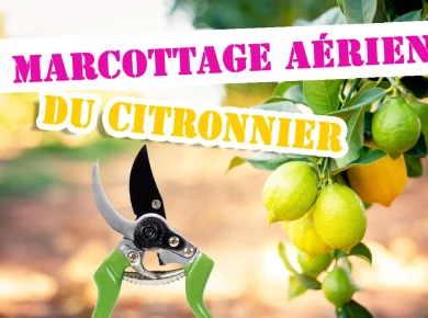 marcottage aérien du citronnier : tout savoir et comprendre