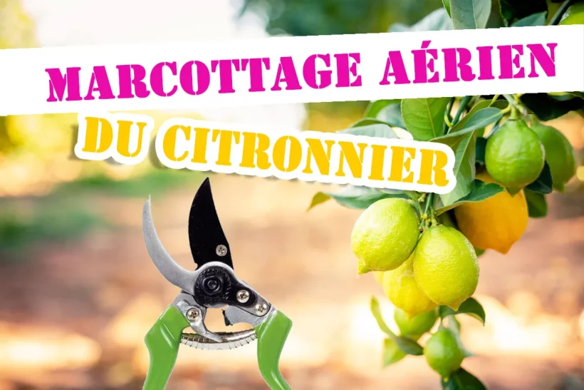 marcottage aérien du citronnier : tout savoir et comprendre