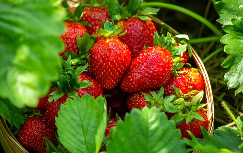 comment multiplier les fraisiers ?