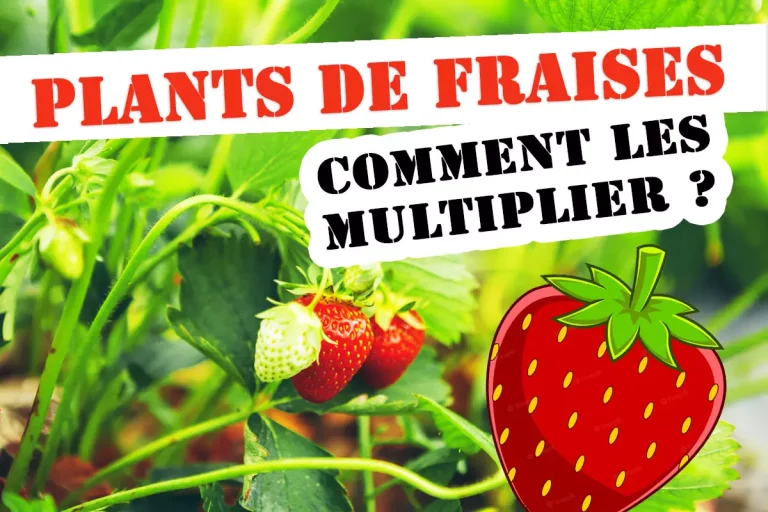 Découvrez la technique parfaite pour multiplier vos plants de fraises facilement