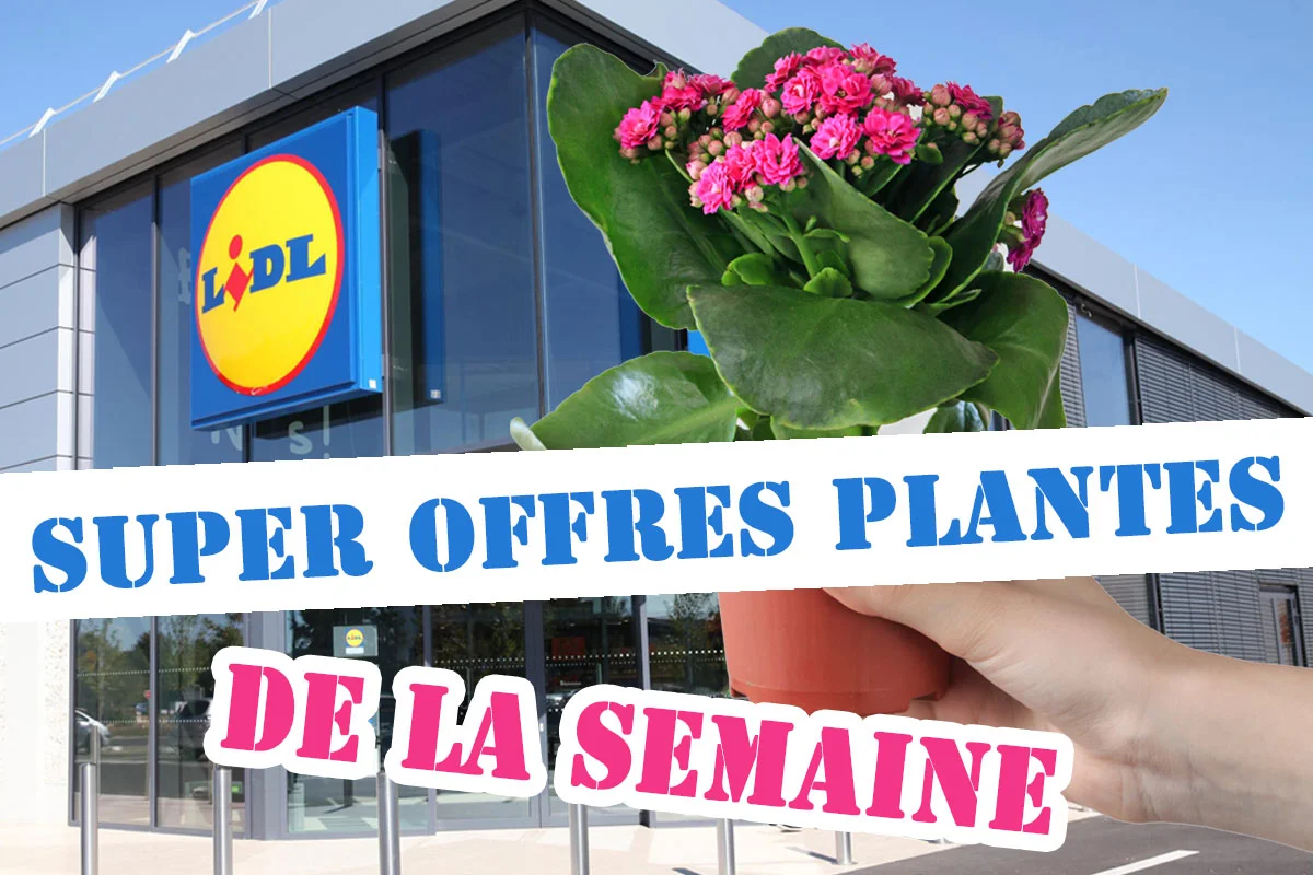 Lidl : découvrez les offres spéciales plantes et jardin de la semaine