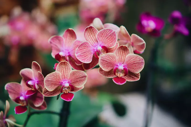 Où se trouve la plus grande diversité des orchidées ?