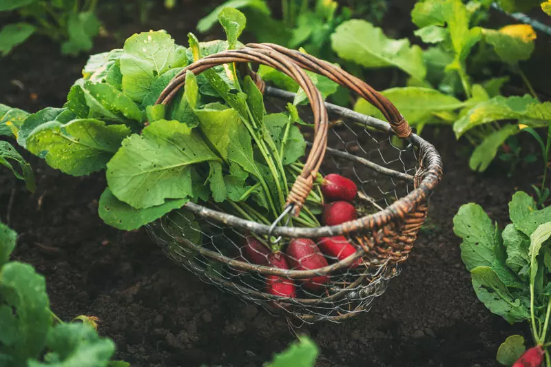 Planter des légumes en septembre : découvrez les bonnes variétés