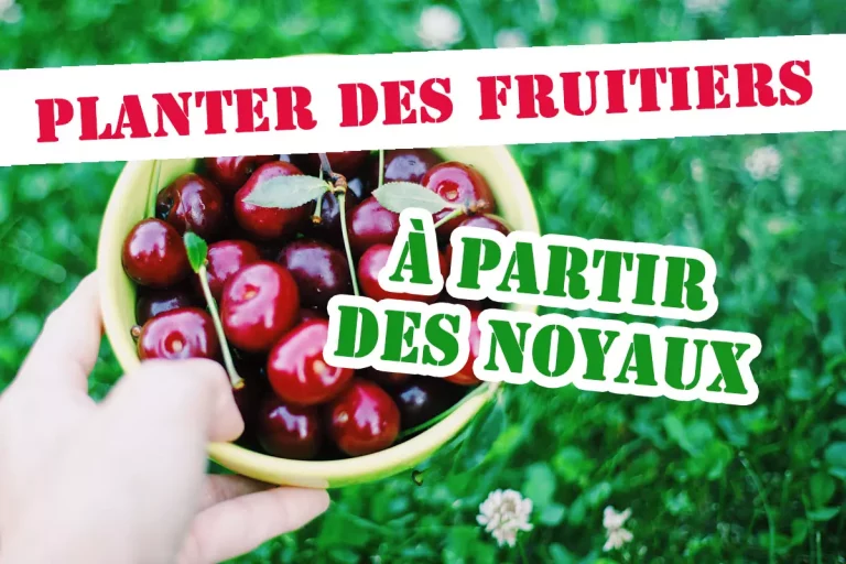 Comment faire pousser un arbre fruitier à partir d'un noyau ?