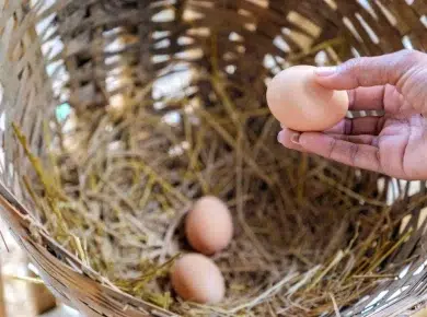 Les raisons surprenantes qui expliquent pourquoi vos poules pondent si peu d'œufs