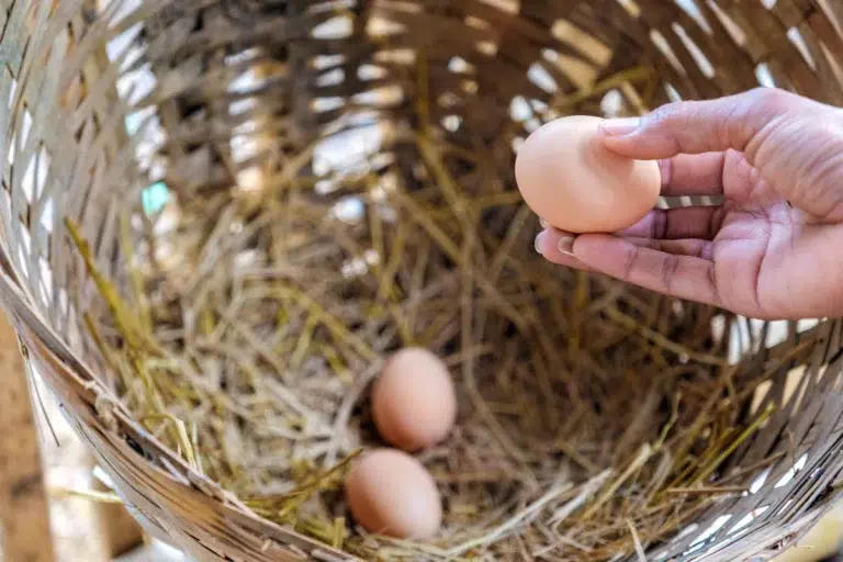 Les raisons surprenantes qui expliquent pourquoi vos poules pondent si peu d'œufs