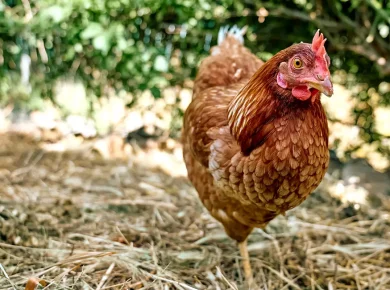 Comment sécuriser vos poules face aux prédateurs en 6 étapes