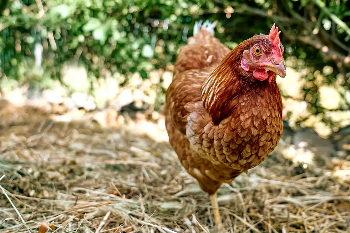 Comment sécuriser vos poules face aux prédateurs en 6 étapes