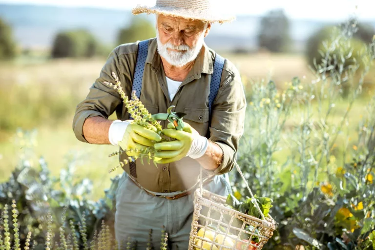 Les secrets d'un potager réussi : quand faut-il vraiment tout arracher ?