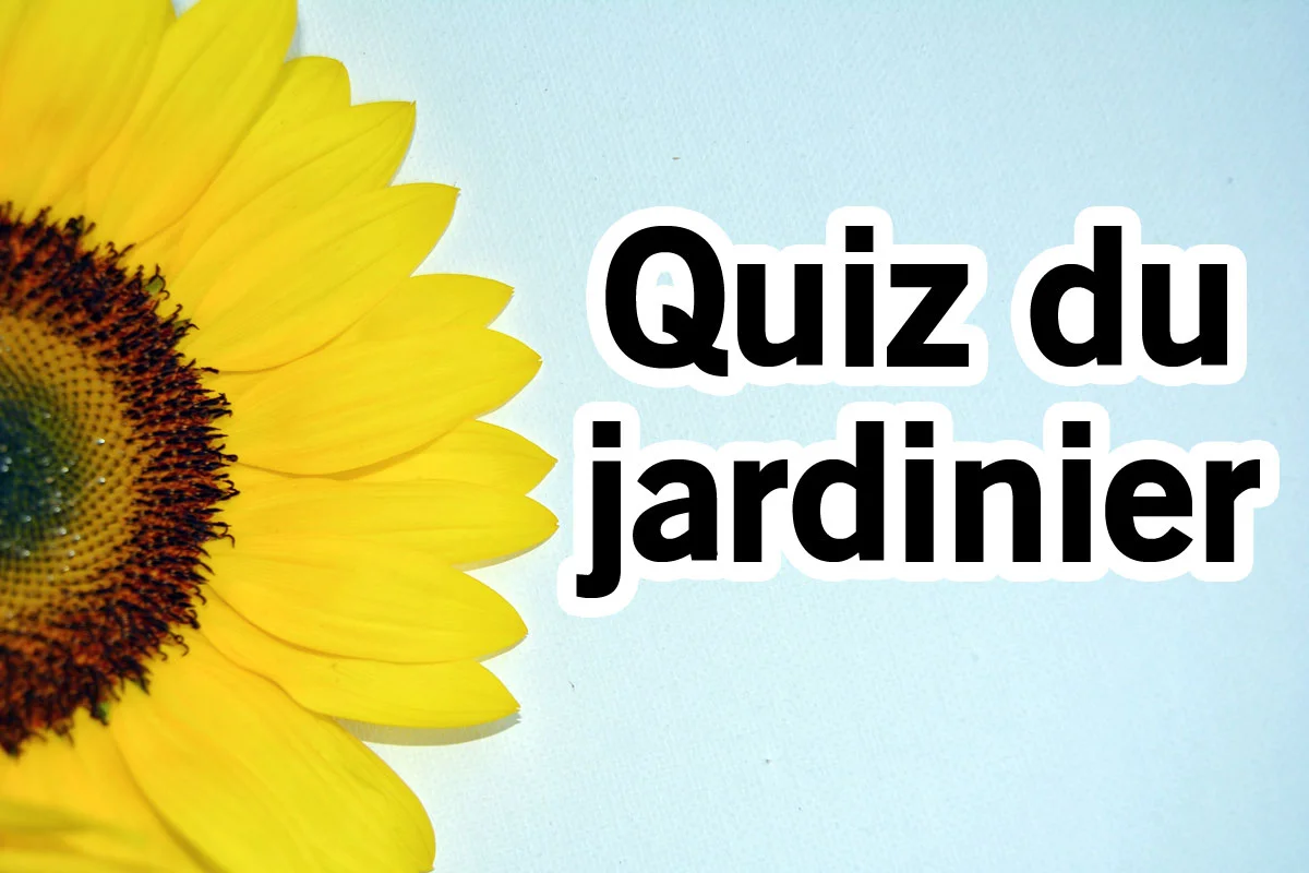 Quiz du jardin : connaissez vous l’origine de ces 5 fleurs ?