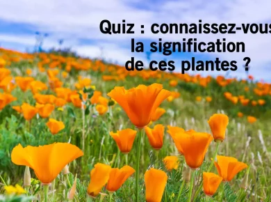 Quiz : découvrez les secrets et significations cachés des plantes