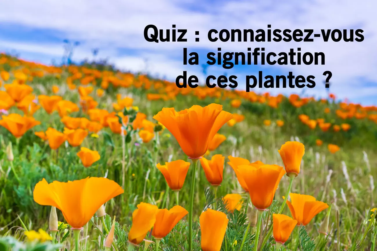 Quiz : découvrez les secrets et significations cachés des plantes