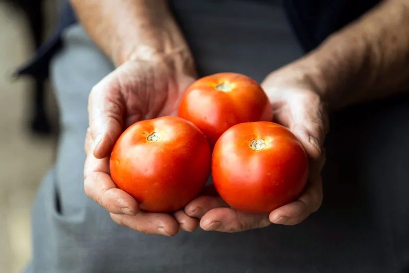 Découvrez les secrets d'une récolte abondante de tomates en août