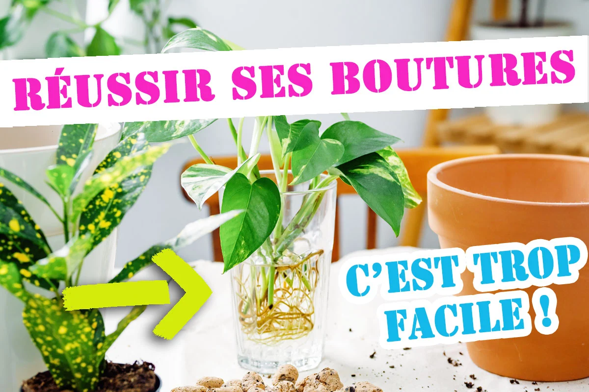 Réussir vos boutures : les conseils et petites astuces à connaître